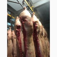 Продам свинину и говядину замороженную от производителя с 5 тонны