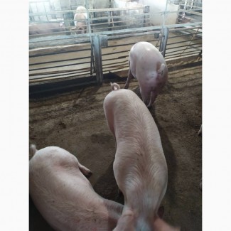 Продажа свиней мясной породы