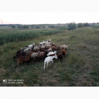 Продам овец и ягнят романовской породы