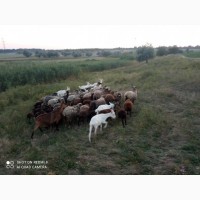 Продам овец и ягнят романовской породы