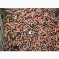 Продам морковь на корм или переработку