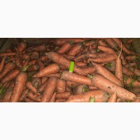 Продаем морковь на переработку или корм животным