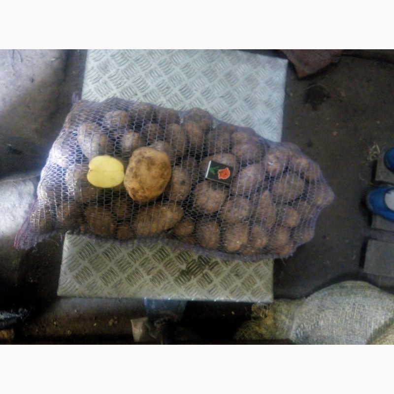 Фото 2. Продам товарну картоплю Мелоді і Еволюшин