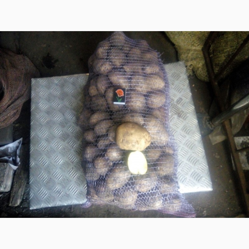 Фото 3. Продам товарну картоплю Мелоді і Еволюшин