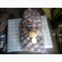 Продам товарну картоплю Мелоді і Еволюшин