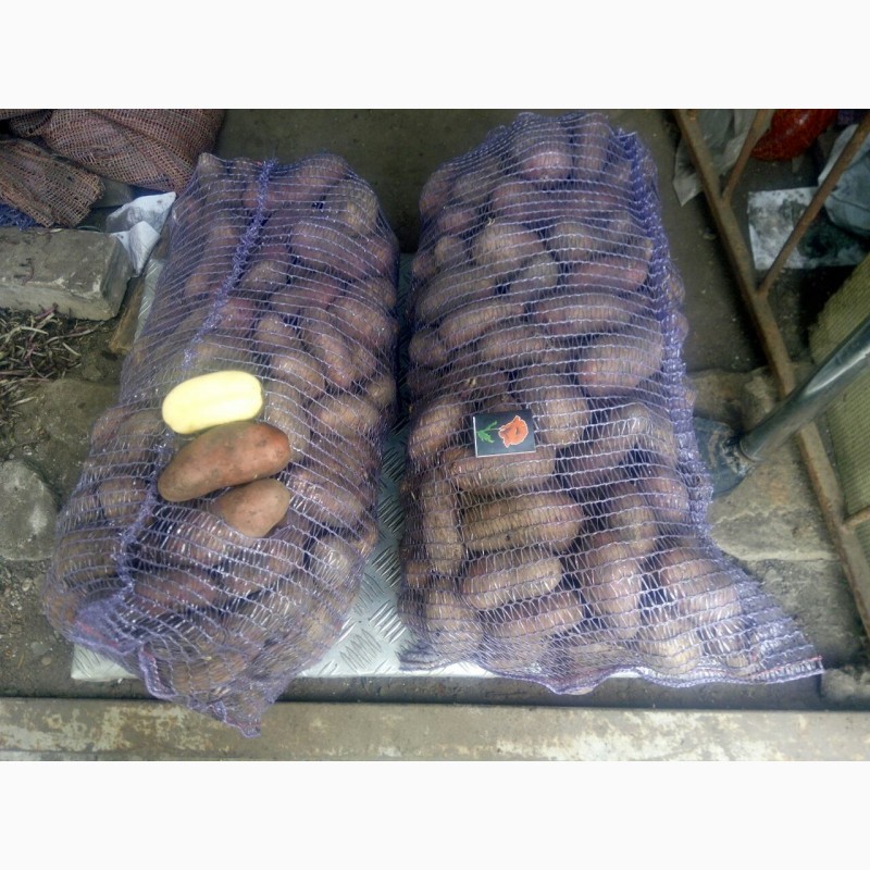 Фото 4. Продам товарну картоплю Мелоді і Еволюшин