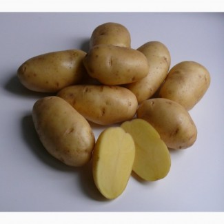 Продам насіннєву картоплю сорт ГАЛА