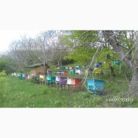 Продам бджолопакети карпатської породи на даданівських рамках