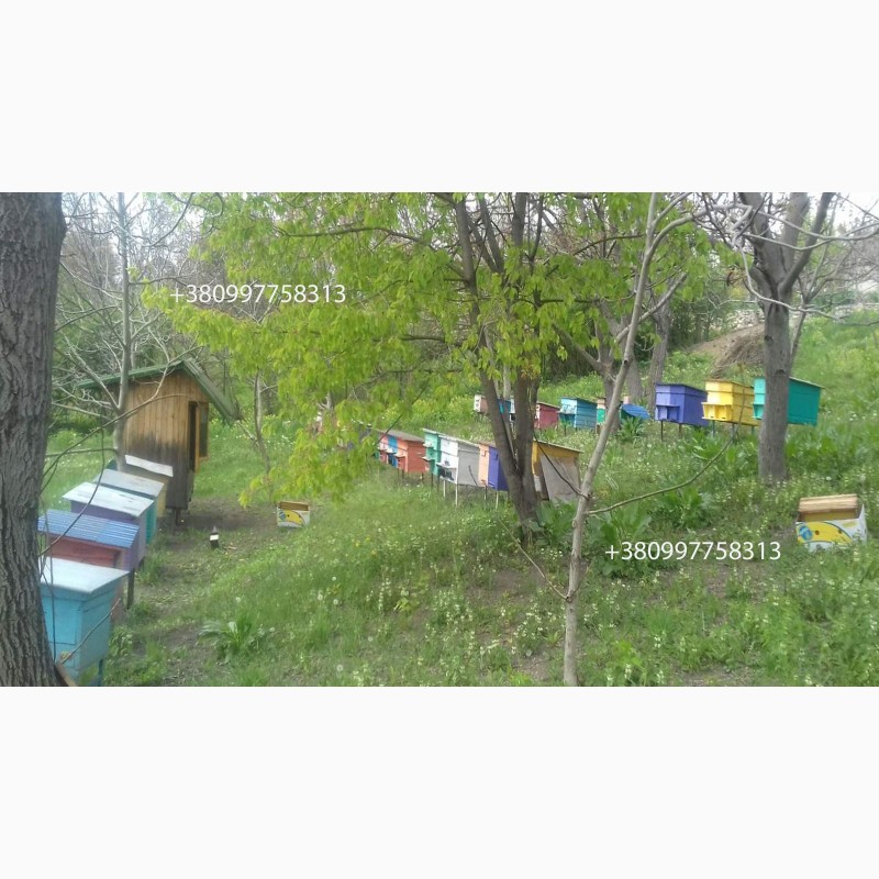 Фото 2. Продам бджолопакети карпатської породи на даданівських рамках