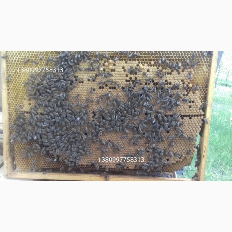Фото 4. Продам бджолопакети карпатської породи на даданівських рамках