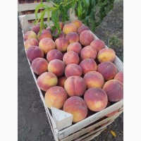 Доставка персика по городам Украины