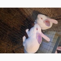 Продам кролі Термонська біла провакциновані різного віку