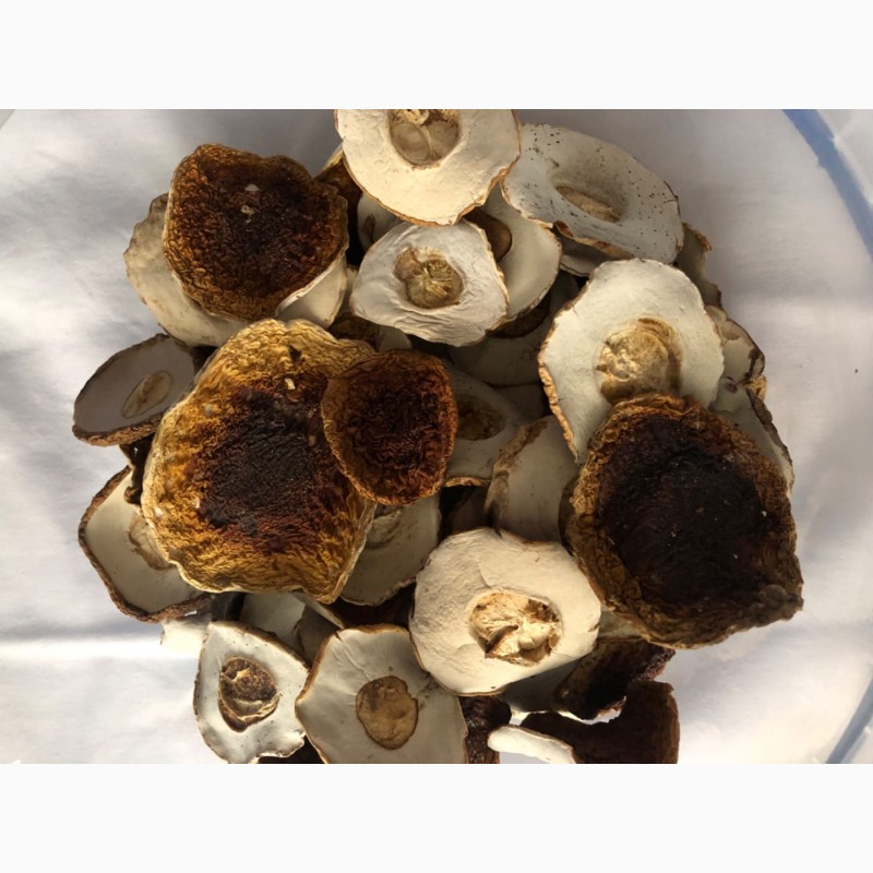 Фото 3. Продам сушені гриби