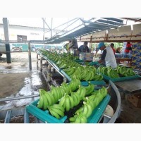 Закуповуємо зелені банани оптом від 20 тон, газіровані по всій Україні