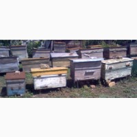 Продам пчелосемьи, порода Краинка
