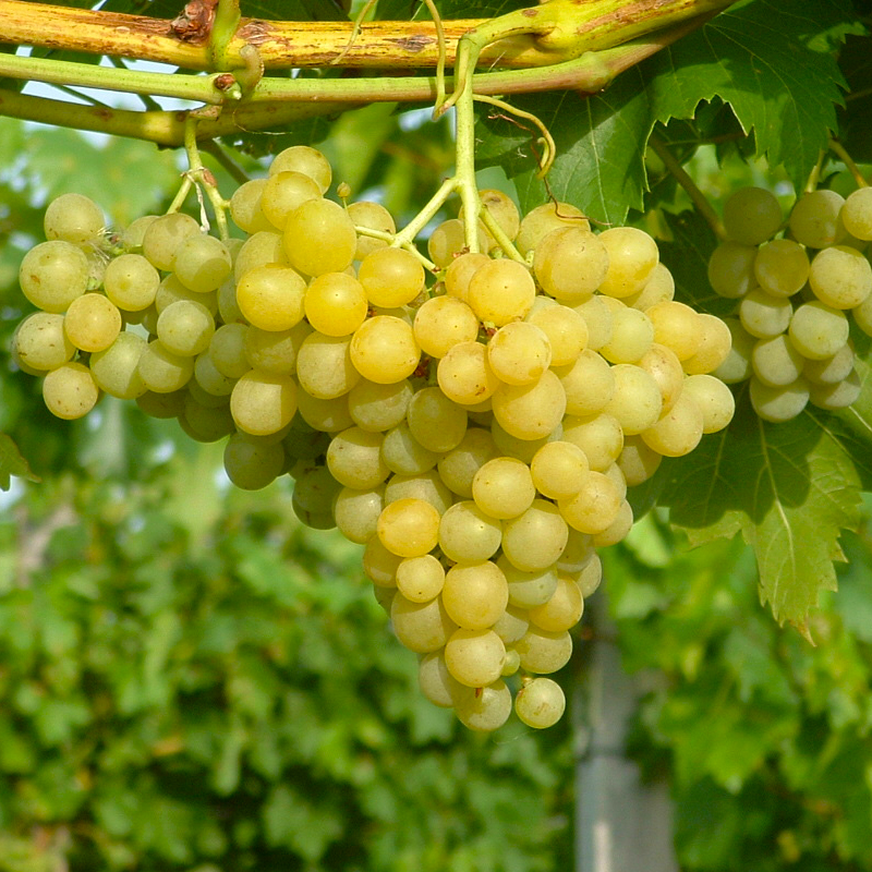 Фото 3. Продам технічний виноград білого сорту Цитронний Магарича виробник