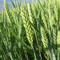 Насіння озимої пшениці Тимирязєвка 150 еліта