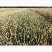 Семена озимой пшеници Астарта