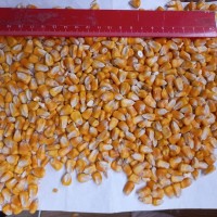 Куплю кукурузу фуражную на условиях СПТ Рени 140$