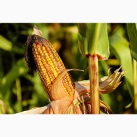 Закуповуємо кукурудзу на постійній основі на умовах CPT/FCA