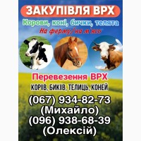 Закупівля ВРХ (корови, телята, бички)
