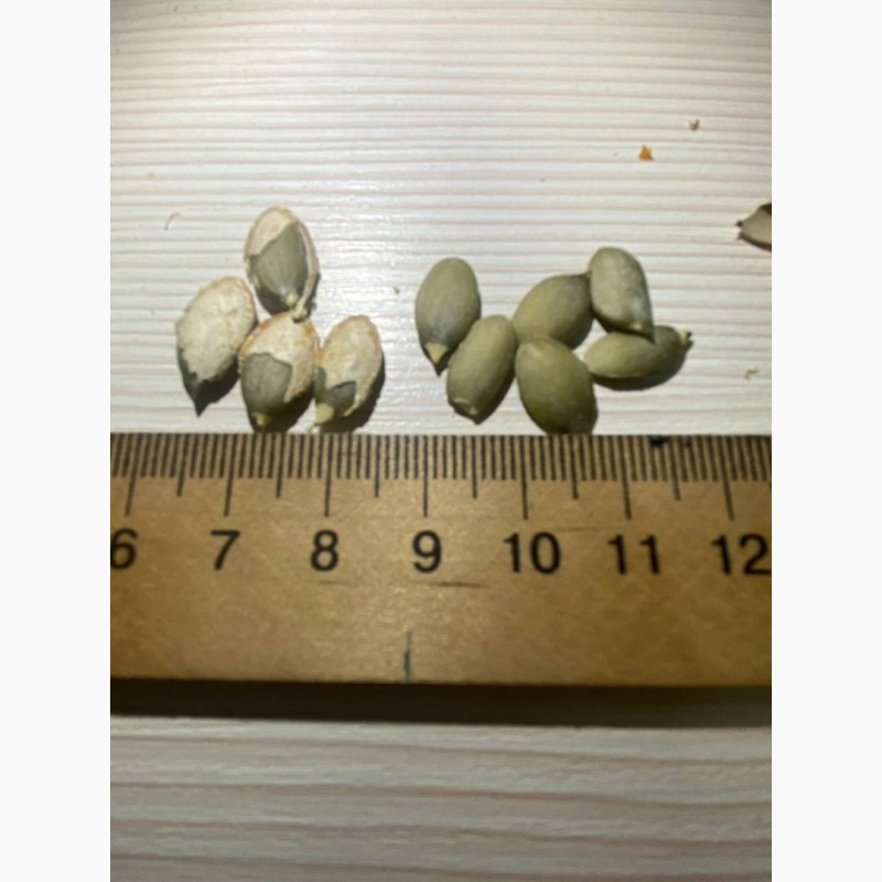 Фото 6. Продам насіння гарбузове Баттернат Матільда