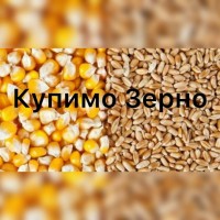 Підприємство закуповує фуражну кукурудзу та пшеницю великими об#039; ємами по Україні