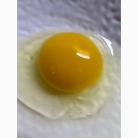 Продам домашні яйця! Від породи Домінант