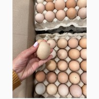 Продам домашні яйця! Від породи Домінант