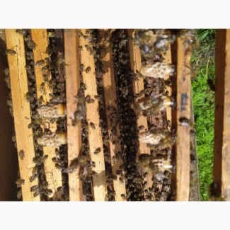 Бджоломатки породи українська степова