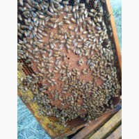 Бджоломатки породи українська степова