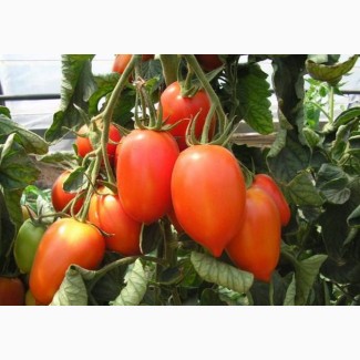 Продам томат різних сортів оптом