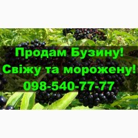 Продам ягоду бузини свіжу та морожену, урожаю 2024 року!На постійній основі