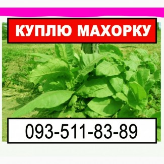 Купую махорку з Ваших грядок