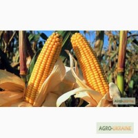 Продам насіння Кукурудзи найкрщі гібриди: NS-101 NS-2012 NS-2612 N-3033