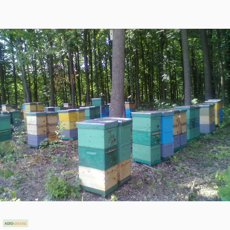 Фото 2. Продам бджолосімї
