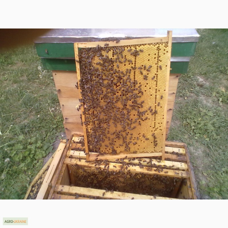 Фото 3. Продам бджолосімї