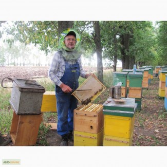 Продам бджолосімї