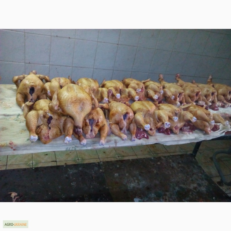 Фото 2. Мясо домашнего бройлера в Чернигове