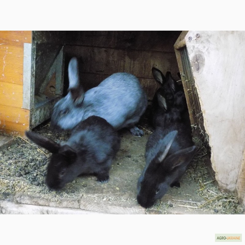 Фото 3. Продам племенных кроликов полтавское серебро