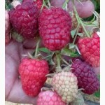 Продам Каскаде Делайт малина (Cascade Delight Raspberry)