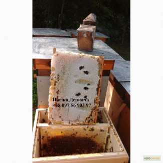 Продам 500 бджолопакетів карпатки доставка від 2шт