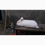 Продам кролі породи каліфорнійська, новозеланська та термонська біла, бельгійський обер