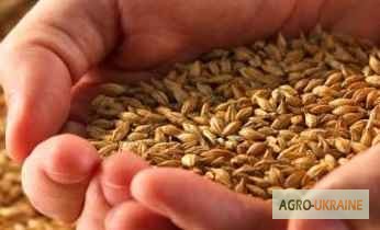 Фото 4. Продаем ячмень, пшеницу, горох на экспорт Sell wheat, corn FOB Black Sea