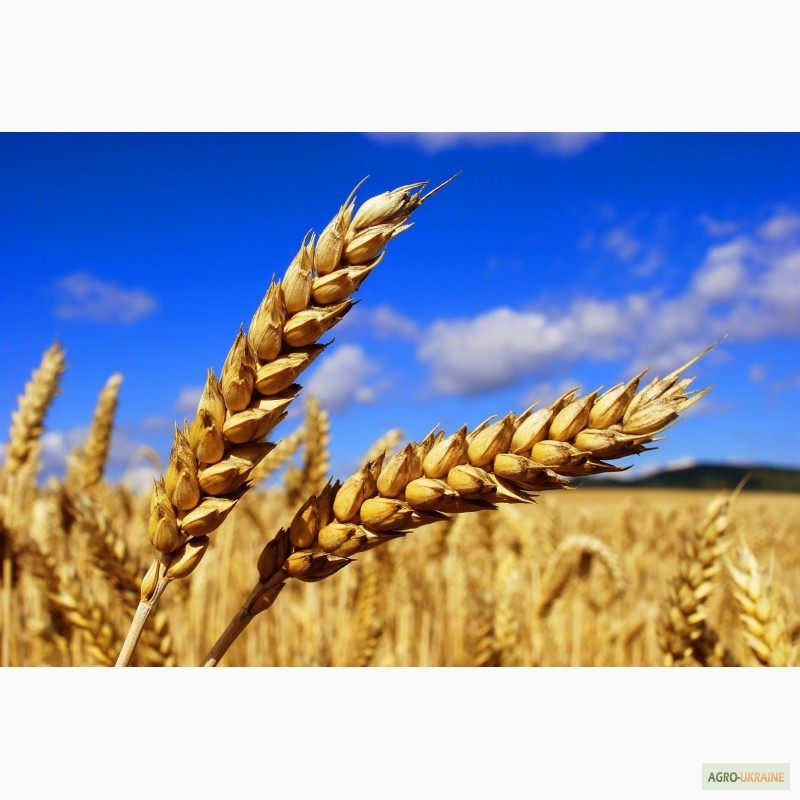 Фото 5. Продаем ячмень, пшеницу, горох на экспорт Sell wheat, corn FOB Black Sea