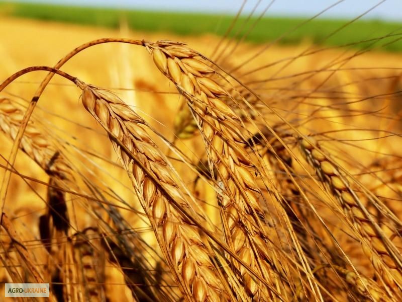 Фото 6. Продаем ячмень, пшеницу, горох на экспорт Sell wheat, corn FOB Black Sea