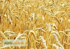 Фото 7. Продаем ячмень, пшеницу, горох на экспорт Sell wheat, corn FOB Black Sea