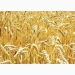 Продаем ячмень, пшеницу, горох на экспорт Sell wheat, corn FOB Black Sea