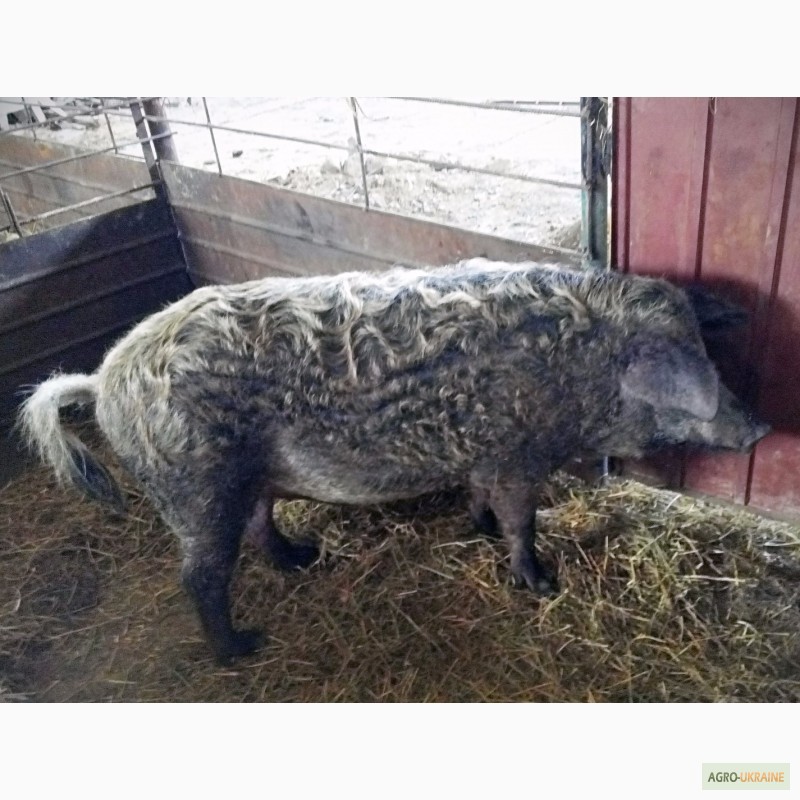 Фото 2. Венгерская Мангалица - свиноматки, хряк Срочно