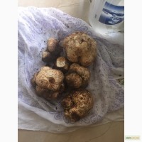 Продам гриб Трюфель, 1 кг